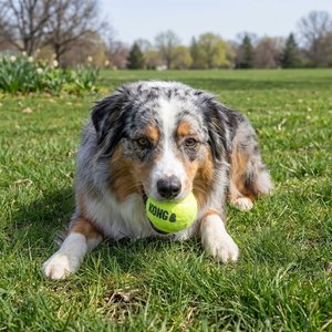 KONG SqueakAir Balls Packs Dog Toy, Medium, 6 count