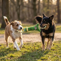 KONG Tuggerknots Frog Dog Toy, Medium/Large slide 2 of 4