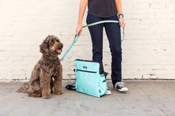 Sleepypod Power Dog Leash, Brilliant Copper, Medium: 6-ft long, 3/4-in wide slide 2 of 3