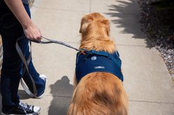 Sleepypod Martingale Plus Dog Harness, Midnight Blue, Large: 27.5 to 33-in chest slide 2 of 2