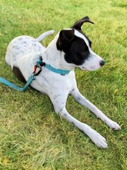 Sleepypod Locking Martingale Dog Collar, Blue Lagoon, Small: 11 to 15-in neck, 0.75-in wide slide 2 of 3