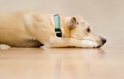 Sleepypod Comfort Suede Dog Collar, Blue Lagoon, X-Small: 7 to 10-in neck, 0.75-in wide slide 2 of 2
