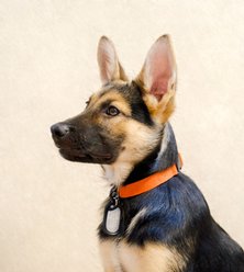 Sleepypod Comfort Suede Dog Collar, Mandarin Orange, Small: 10 to 14-in neck, 0.75-in wide slide 2 of 2