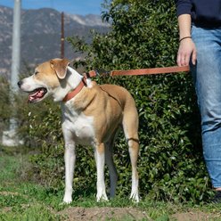 Sleepypod Traffic Dog Leash, Cranberry, 1.5-ft long, 1-in wide slide 2 of 3