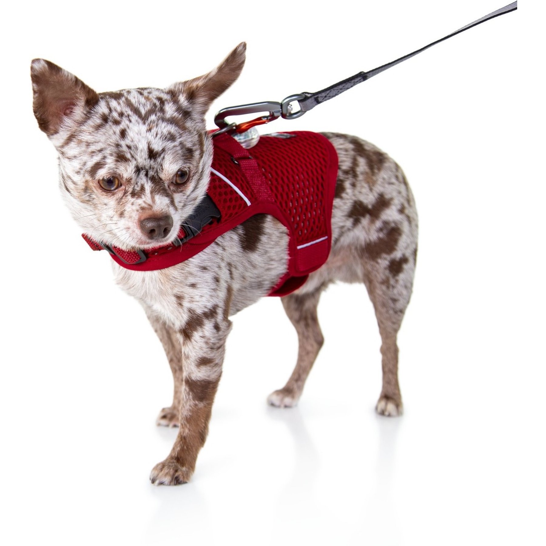 Sleepypod Martingale Plus Dog Harness, Strawberry Red, X-Large: 33 to 40-in chest