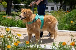 Sleepypod Martingale Plus Dog Harness, Robin Egg Blue, X-Small: 14 to 18-in chest