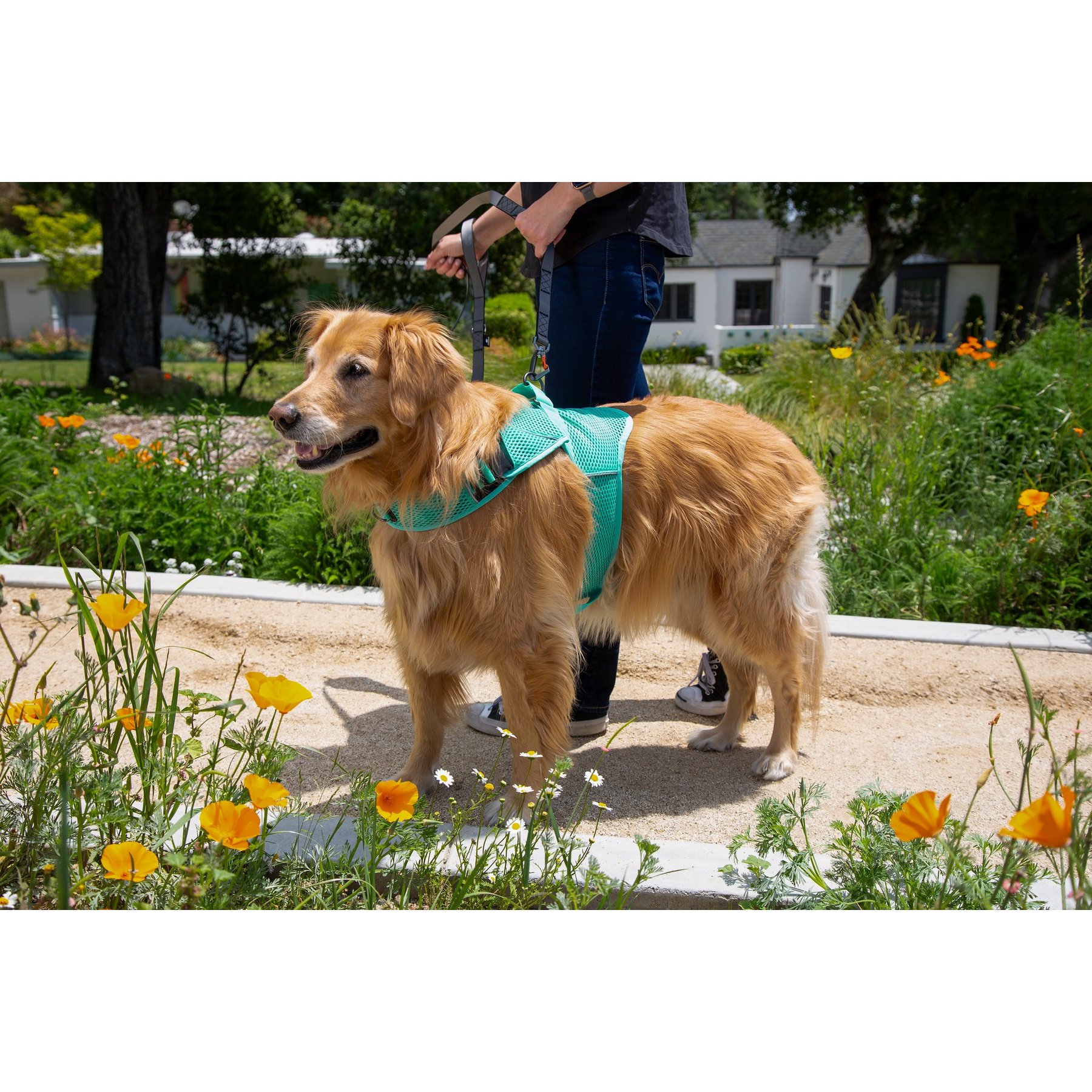 Sleepypod Martingale Plus Dog Harness, Robin Egg Blue, Large: 27.5 to 33-in chest