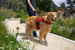 Sleepypod Martingale Plus Dog Harness, Strawberry Red, Large: 27.5 to 33-in chest slide 2 of 2