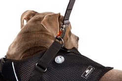 Sleepypod Martingale Plus Dog Harness, Jet Black, Large: 27.5 to 33-in chest slide 2 of 2