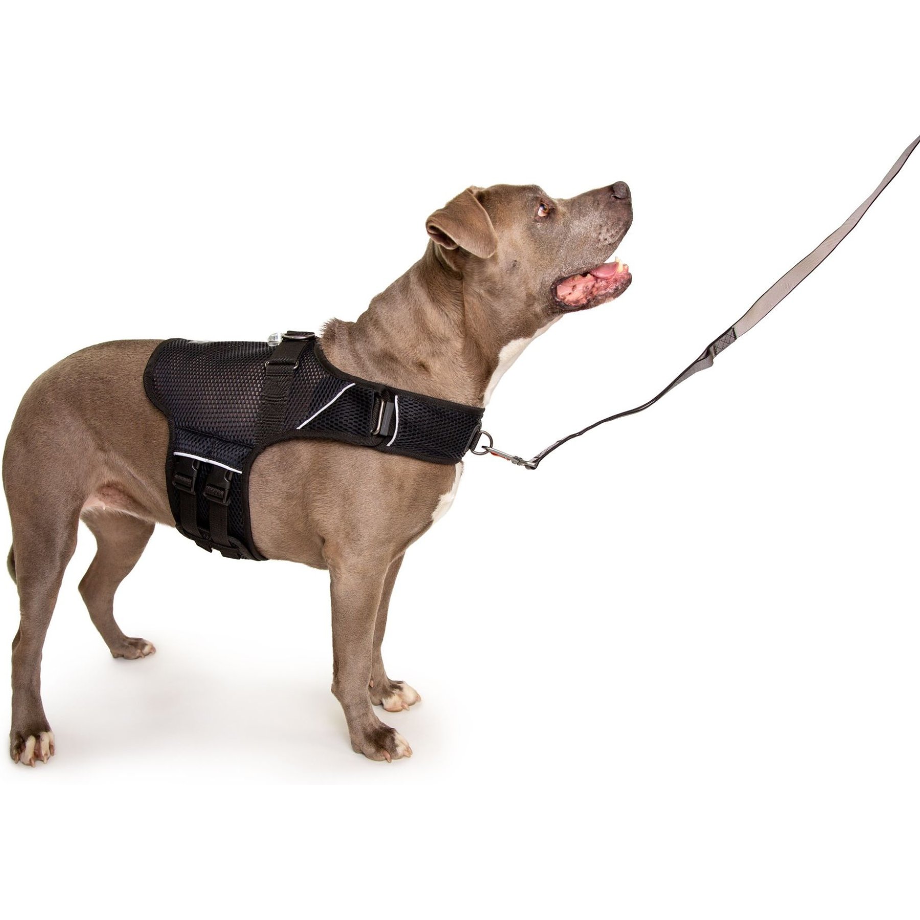 Sleepypod Martingale Plus Dog Harness, Jet Black, Medium: 22 to 27.5-in chest