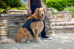 Sleepypod Martingale Plus Dog Harness, Midnight Blue, Small: 18 to 22-in chest