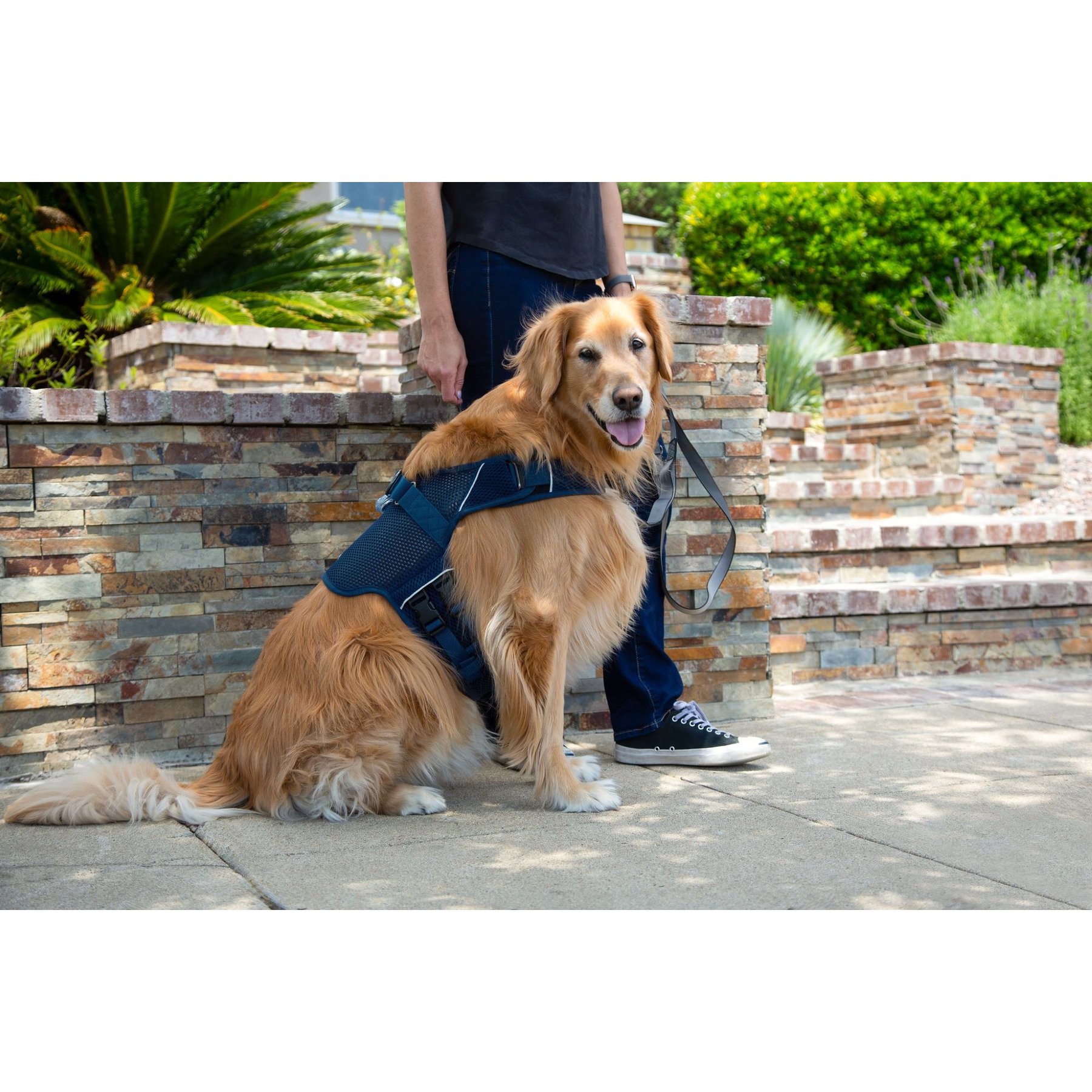 Sleepypod Martingale Plus Dog Harness, Midnight Blue, X-Large: 33 to 40-in chest