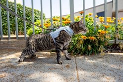 Sleepypod Martingale Plus Cat Harness, Glacier Silver, Small: 11 to 14-in chest slide 2 of 2