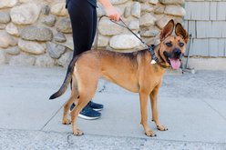 Sleepypod Power Dog Collar, Charcoal, 19 to 29-in neck, 1-in wide slide 2 of 3