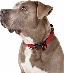 Sleepypod Power Dog Collar, Cranberry, 19 to 29-in neck, 1-in wide slide 2 of 2