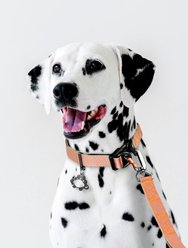 Sleepypod Power Dog Collar, Brilliant Copper, 19 to 29-in neck, 1-in wide slide 2 of 3