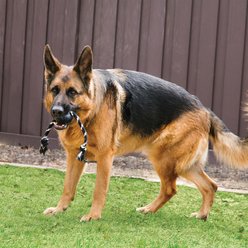 KONG Extreme Ball with Rope Dog Chew Toy, Large slide 2 of 8