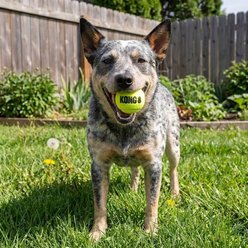 KONG SqueakAir Balls Packs Dog Toy, Medium, 6 count slide 2 of 8