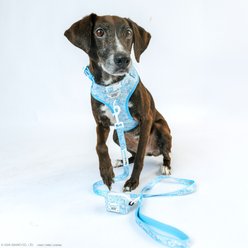 Sassy Woof Cinnamoroll Dog Harness & Leash, Small: 16 to 21-in chest slide 2 of 9
