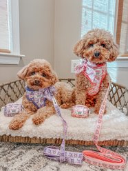Sassy Woof Kuromi Adjustable Dog Harness, Small: 16 to 21-in chest slide 2 of 8
