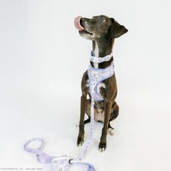 Sassy Woof Kuromi Dog Collar, Small: 13-in neck, 1/2-in wide slide 2 of 7