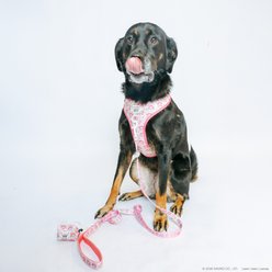 Sassy Woof My Melody Dog Harness & Leash, Medium: 18 to 25-in chest slide 2 of 9