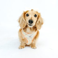 Sassy Woof Pompompurin Adjustable Dog Harness, X-Small: 14 to 19-in chest slide 2 of 7