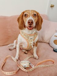 Sassy Woof Pompompurin Dog Leash, 5-ft long, 4/5-in wide slide 2 of 9