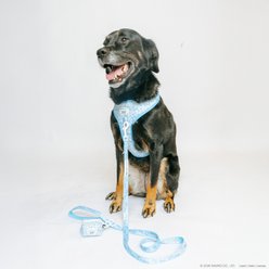 Sassy Woof Cinnamoroll Dog Harness & Leash, X-Large: 24 to 35-in chest slide 2 of 9