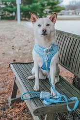 Sassy Woof Cinnamoroll Dog Collar, Small: 13-in neck, 1/2-in wide slide 2 of 7