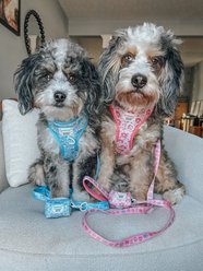 Sassy Woof My Melody Dog Waste Bag Holder slide 2 of 8