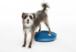 FitPAWS Dog Training Balance Discs, Blue, 18-in