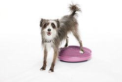 FitPAWS Dog Training Balance Discs, Razzleberry, 18-in