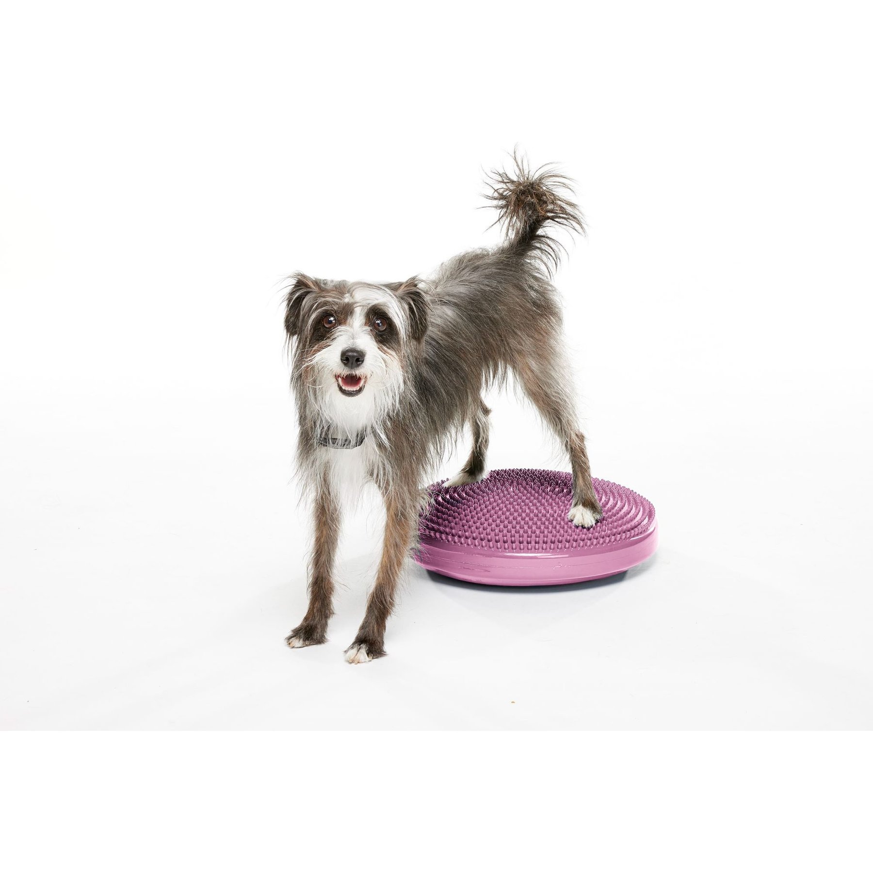 FitPAWS Dog Training Balance Discs, Razzleberry, 18-in