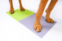 FitPAWS TRAX Dog Training Targets, Periwinkle, 2 count slide 2 of 4