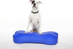 FitPAWS K9FITbone Dog Balance Training Platform, Blue, Giant