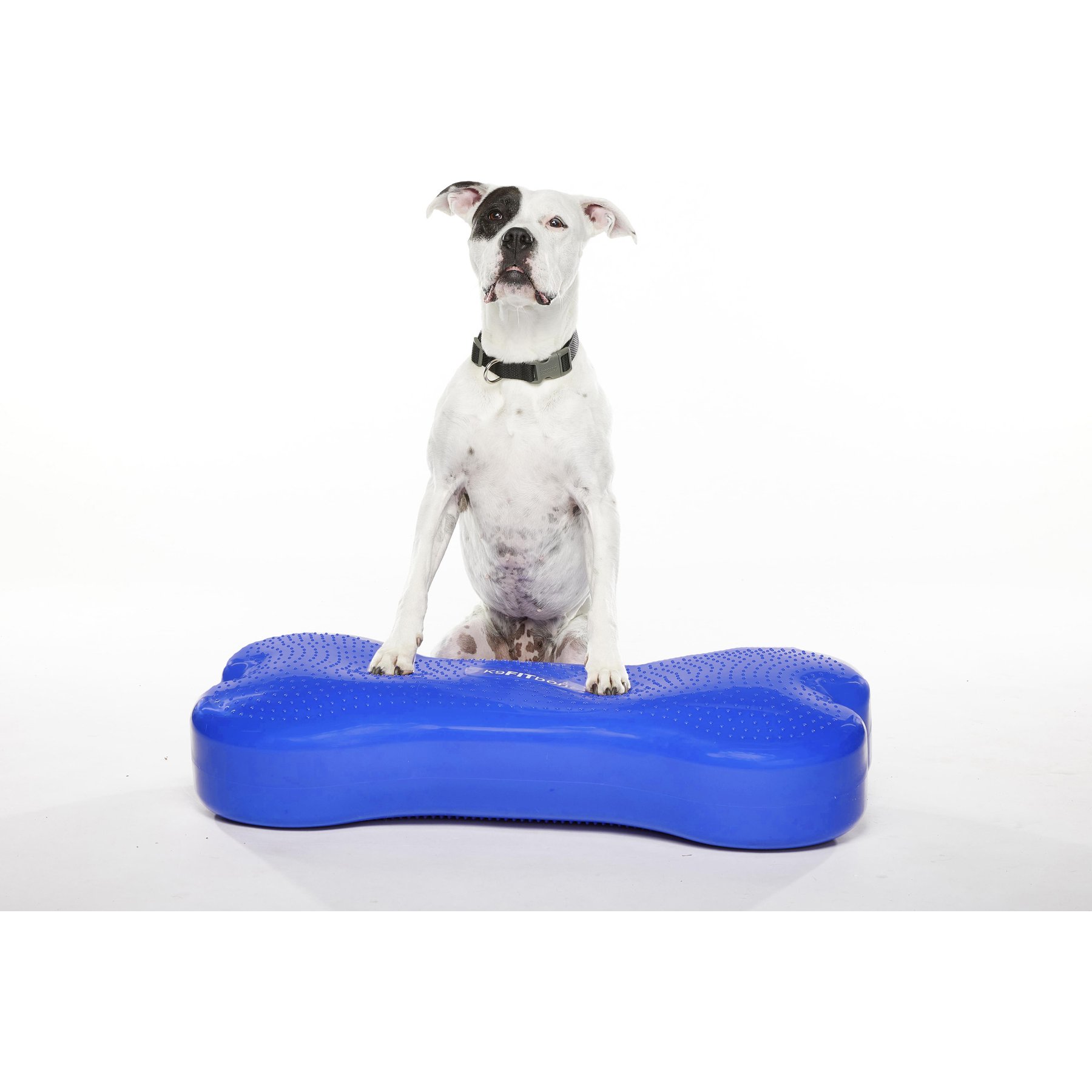 FitPAWS K9FITbone Dog Balance Training Platform, Blue, Giant