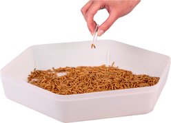 Hatching Time Mealworm Storage Tray Chicken Feeder