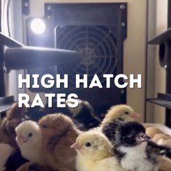 Hatching Time CT120 H Egg Incubator Hatcher slide 2 of 8