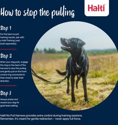 Halti Nylon No Pull Dog Harness, Medium: 13.39 to 22.05-in chest slide 2 of 6