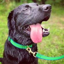 Up Country Color Market Personalized Dog Collar, Lime/Aqua, Small: 9 to 15-in neck, 5/8-in wide slide 2 of 5
