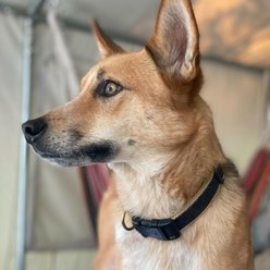 Up Country Color Market Adjustable Dog Collar, Black/Tan, Small: 9 to 15-in neck, 5/8-in wide slide 2 of 5