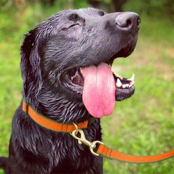 Up Country Color Market Personalized Dog Collar, Tangerine/Pine, X-Large: 18 to 24-in neck, 1-in wide slide 2 of 5