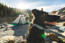 Ruffwear Front Range Flex Dog Collar, Polar Blue, 11 to 14-in neck, 1-in wide slide 2 of 4