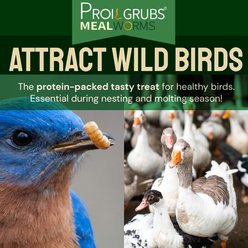 PROILGRUBS Pure Natural Dried Mealworms, Premium Poultry Feed High-Protein Grain-Free Dry Food Chicken Treats, 2-lb bag slide 2 of 8