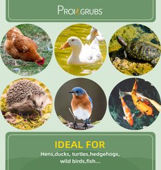 PROILGRUBS Dried Mealworms GMO-Free Dry Food Bulk Chicken & Birds Treats, 10-lb box slide 2 of 8