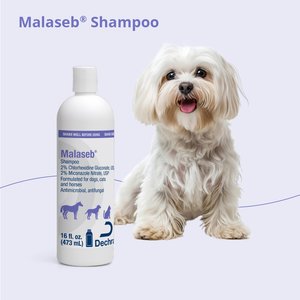 Malaseb Chlorhexidine & Miconazole Fragrance-Free Dogs, Cats & Horses Shampoo, 16-fl oz bottle