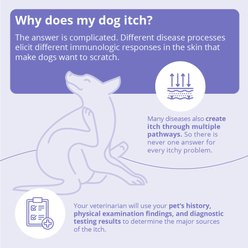 Malaseb Chlorhexidine & Miconazole Fragrance-Free Dogs, Cats & Horses Shampoo, 16-fl oz bottle slide 2 of 9