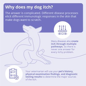 Malaseb Chlorhexidine & Miconazole Fragrance-Free Dogs, Cats & Horses Shampoo, 16-fl oz bottle