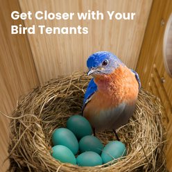 Birdfy Smart Solar Powered Ventilated Drainage Bamboo Bird House with Camera Lifetime AI Identify Auto-Record Nesting Stages & Alerts slide 2 of 9